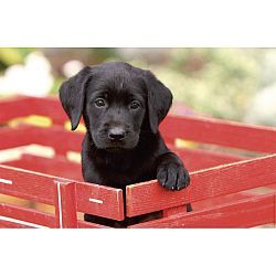 mapa-birou-44-x-68-cm-kangaro-imagine-catel